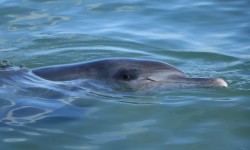 Dauphins