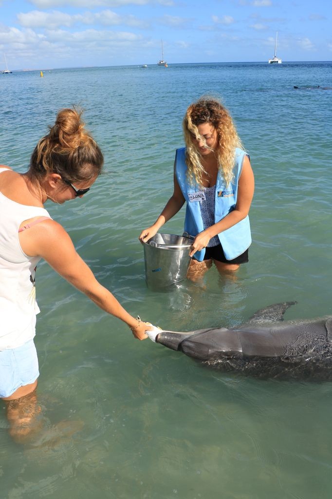 Dauphins