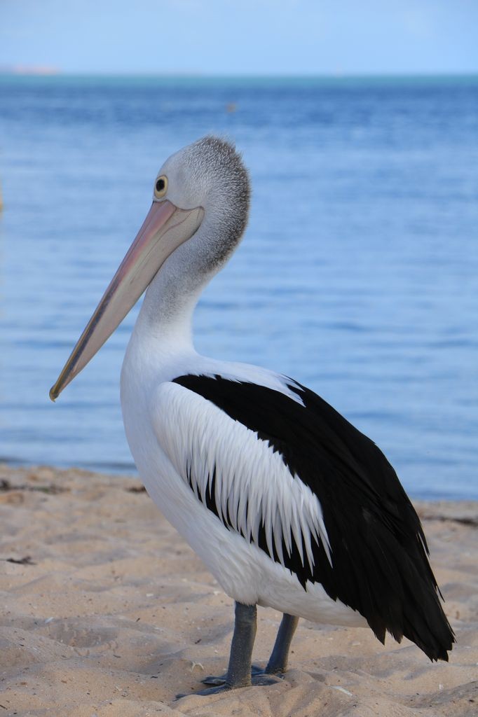 Un pélican