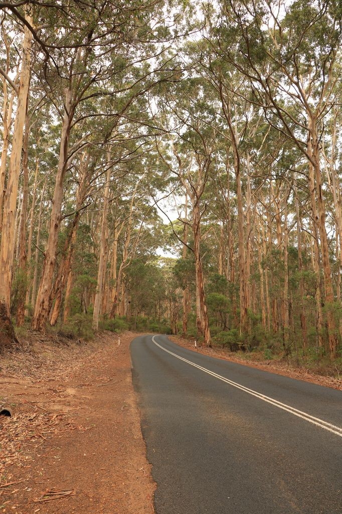 Forêt d'eucalyptus