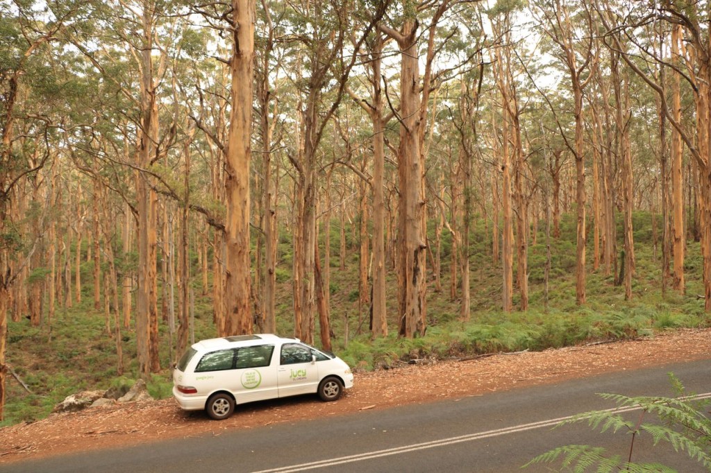 Forêt d'eucalyptus