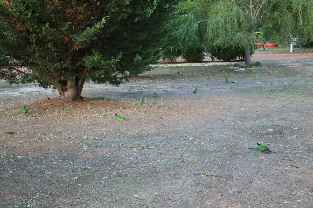 Plein de perroquets !