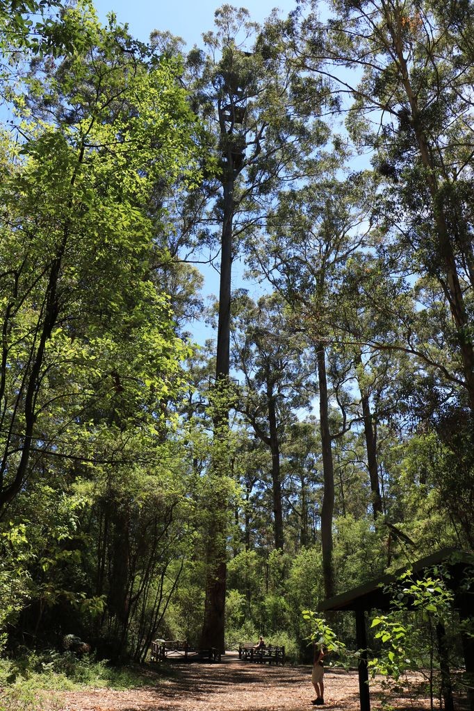 Dave Evans Bicentennial Tree
