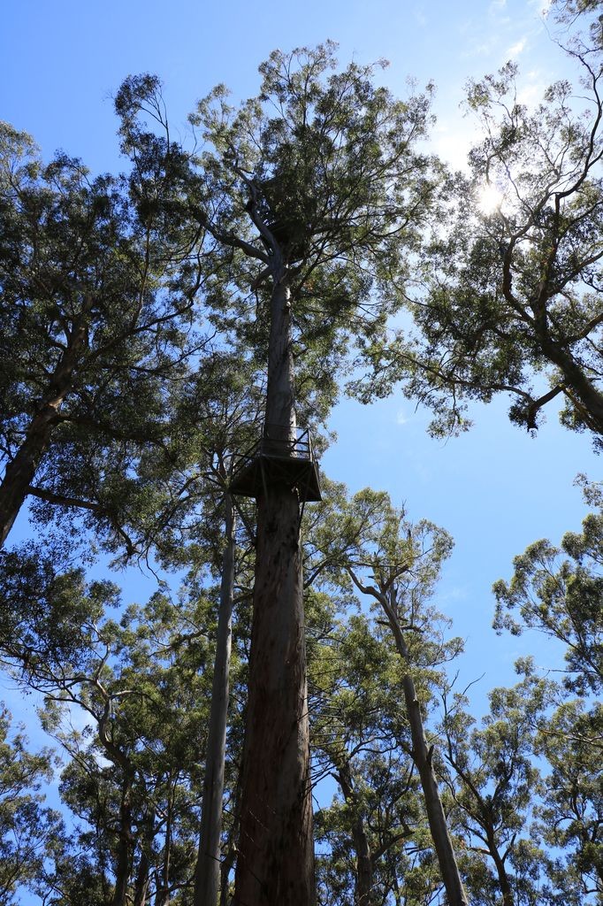 Dave Evans Bicentennial Tree