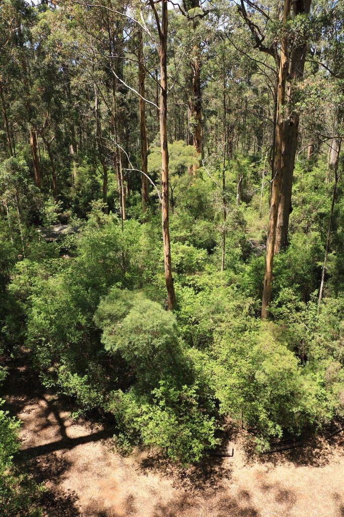 Dave Evans Bicentennial Tree