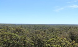 Dave Evans Bicentennial Tree