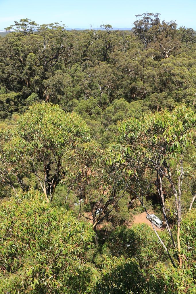Dave Evans Bicentennial Tree