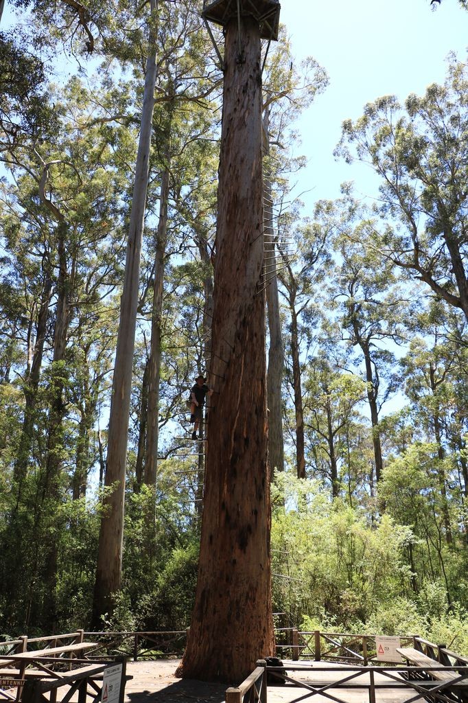 Dave Evans Bicentennial Tree