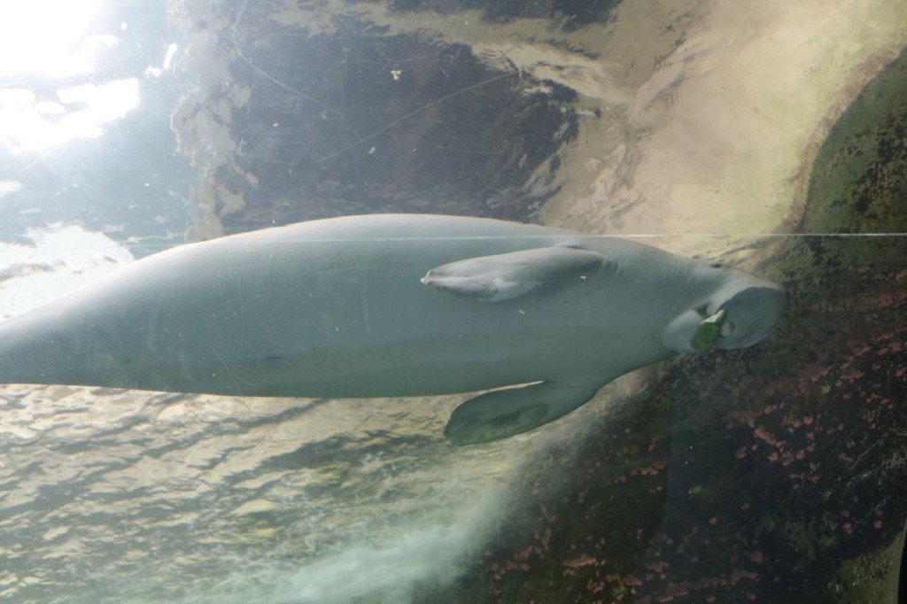 Un dugong