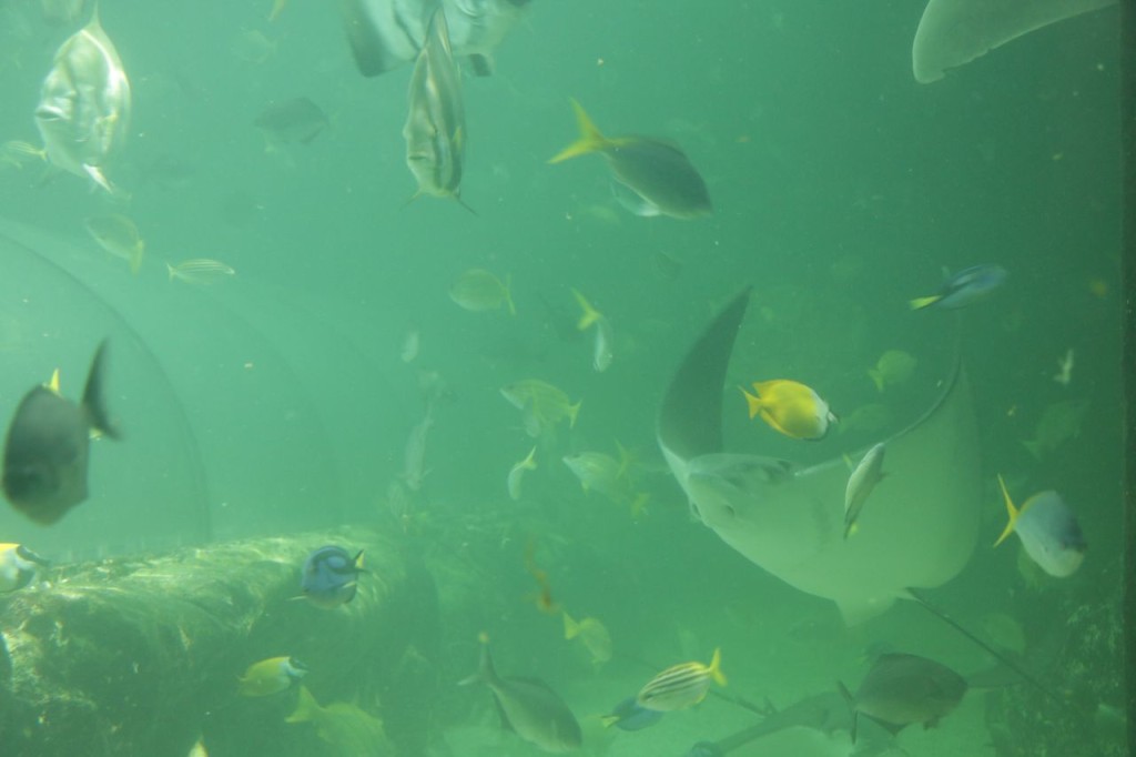 Un bassin chargé ..