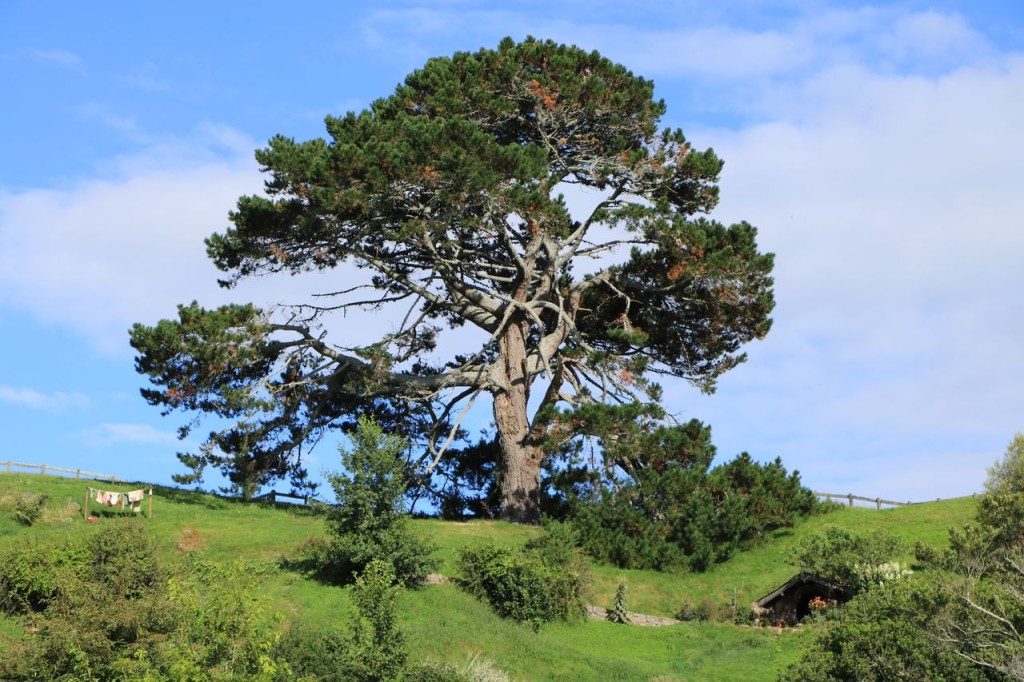 L'arbre du village