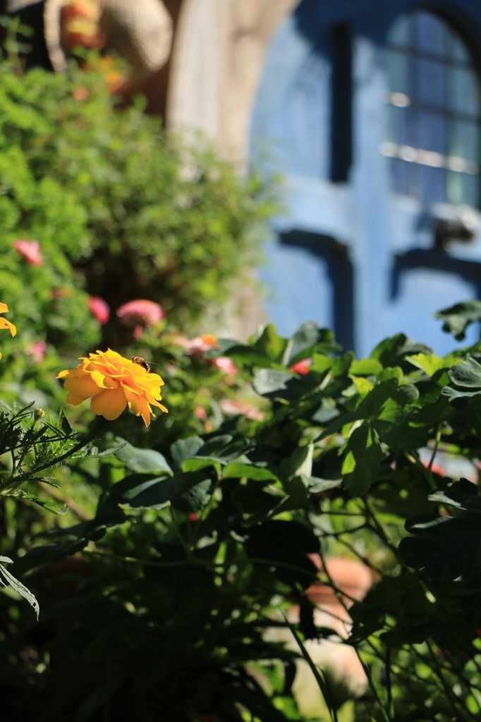 Beaucoup de fleurs