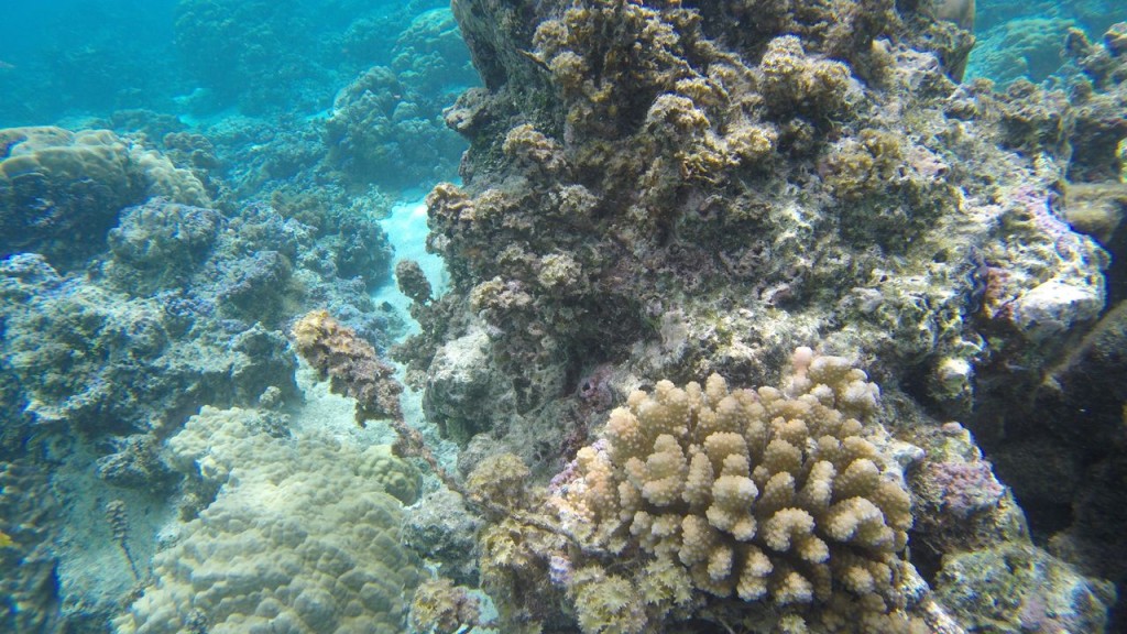 Lagoonarium