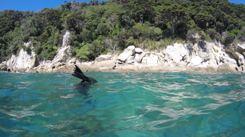 Un petit plongeon !