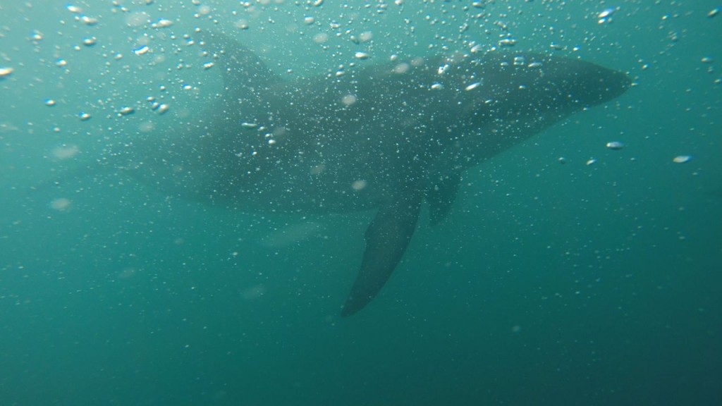Sous l'eau