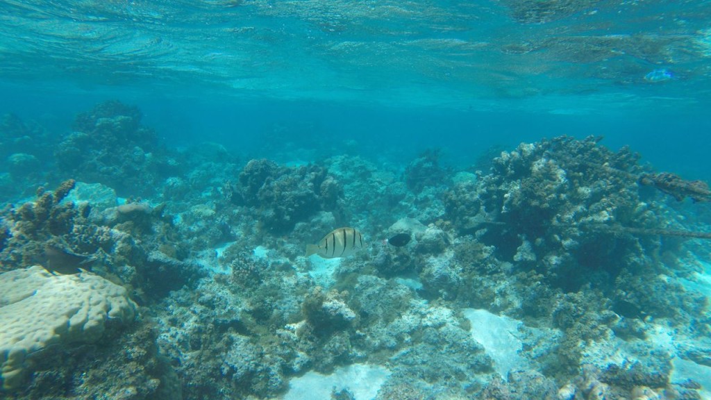 Lagoonarium