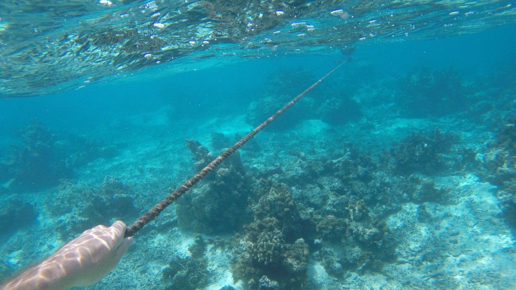 Lagoonarium