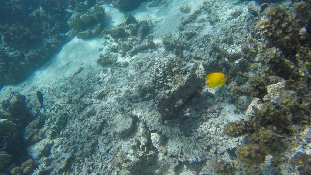 Lagoonarium