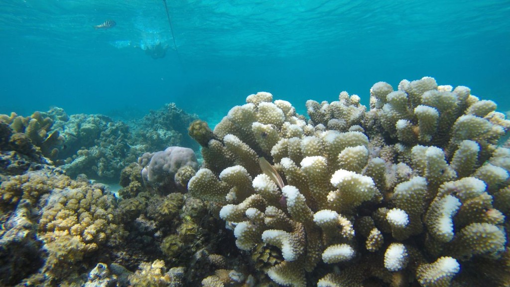 Lagoonarium