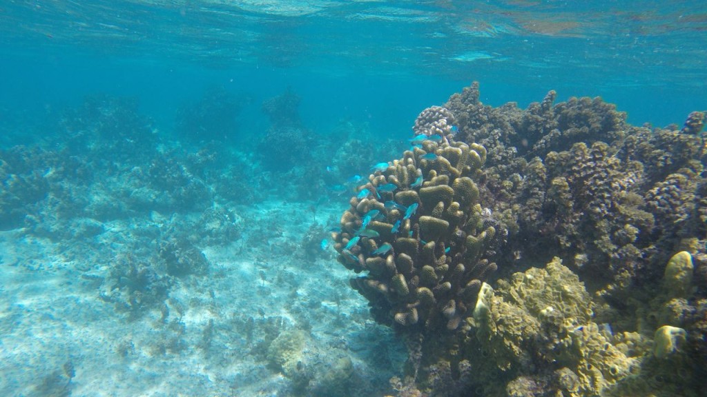 Lagoonarium