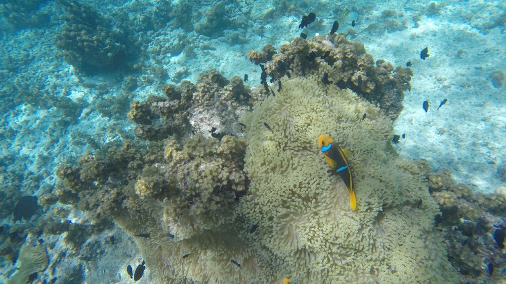 Lagoonarium