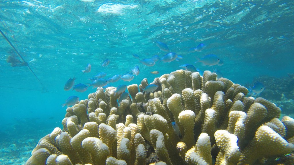 Lagoonarium
