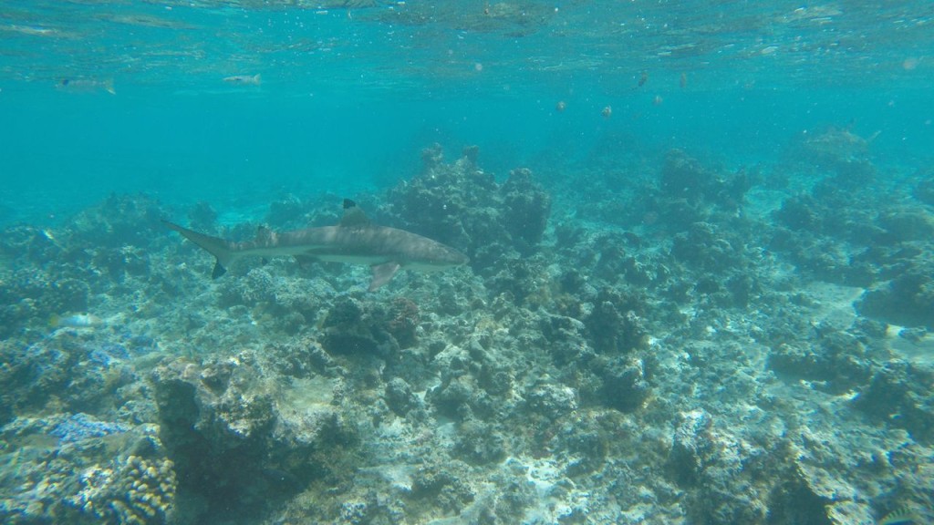 Lagoonarium