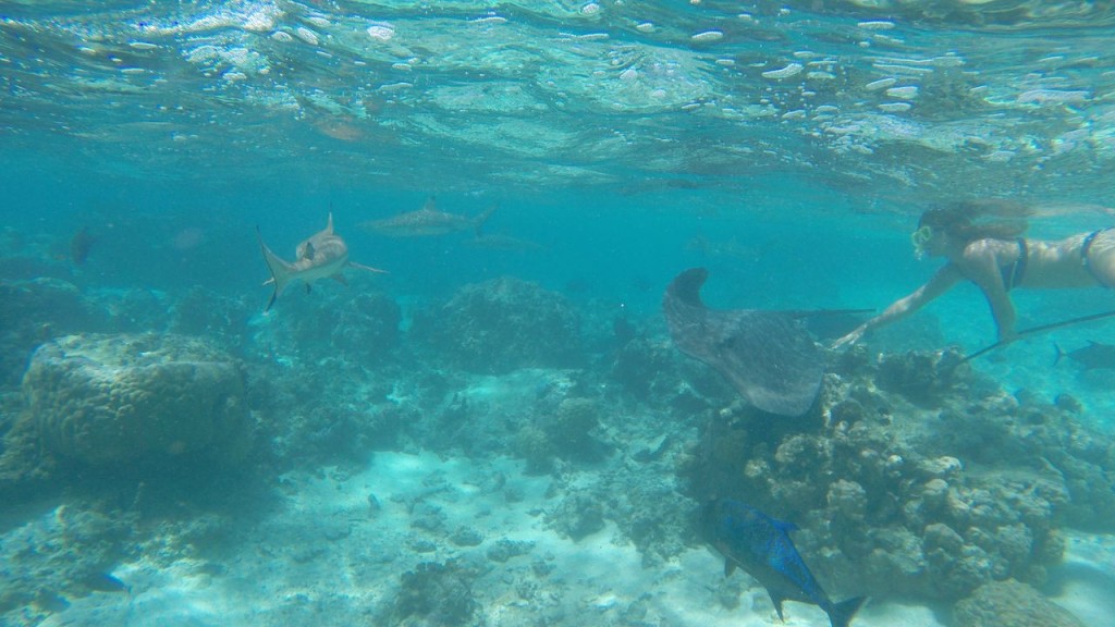 Lagoonarium