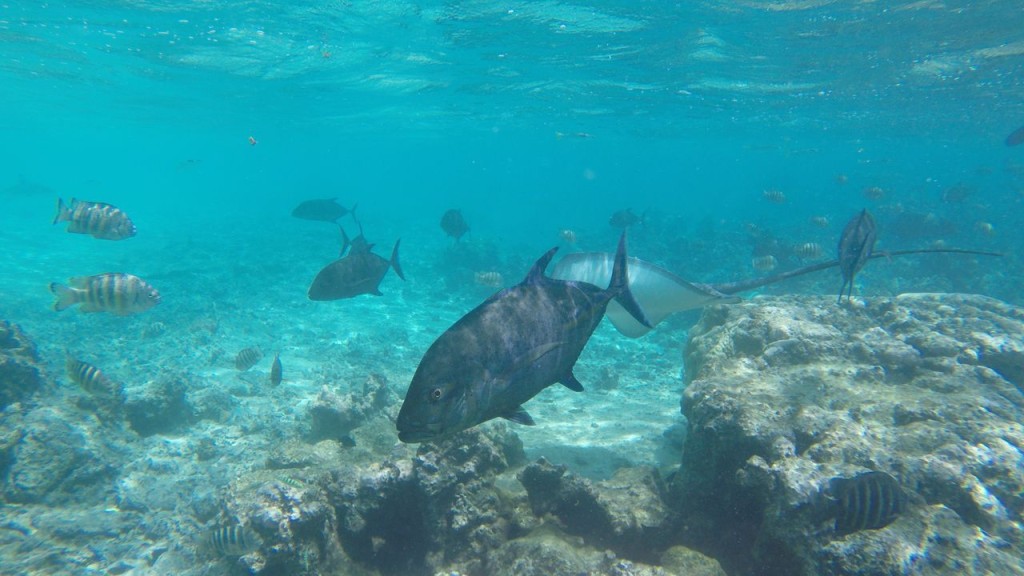 Lagoonarium