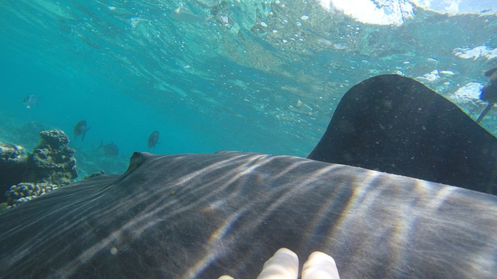 Lagoonarium