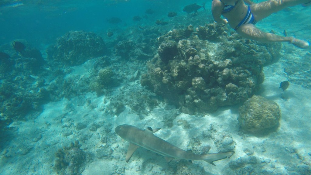 Lagoonarium