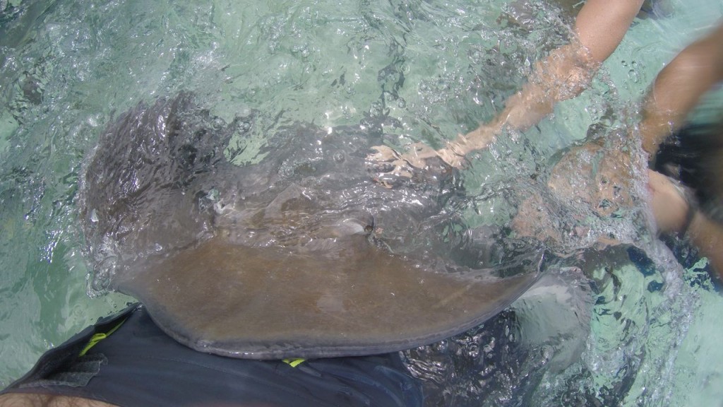 Lagoonarium