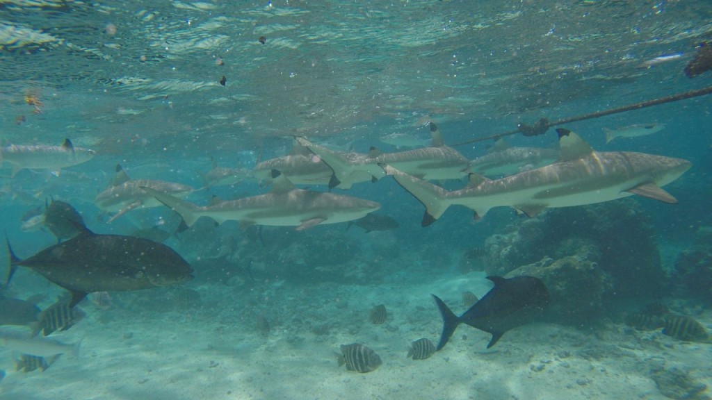 Lagoonarium