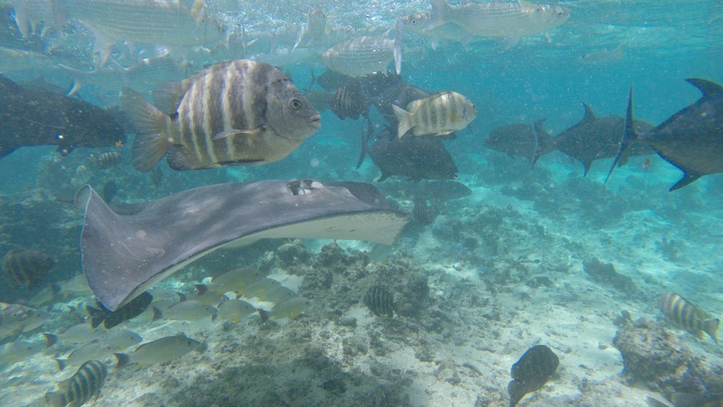 Lagoonarium