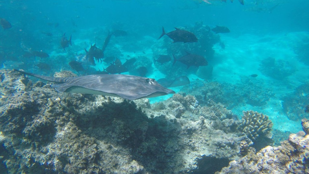 Lagoonarium
