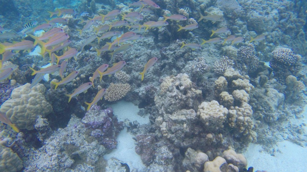 Lagoonarium