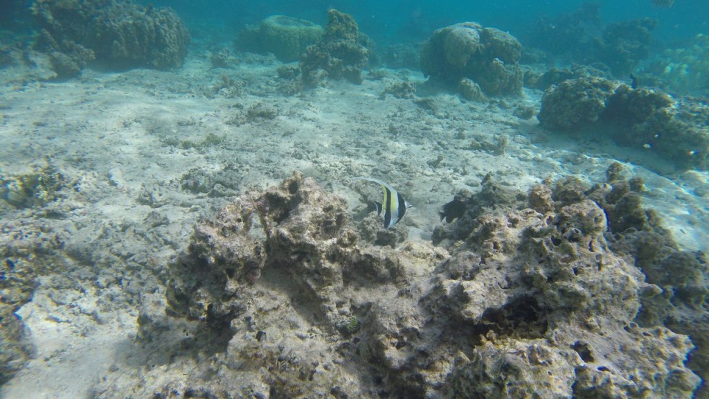 Lagoonarium