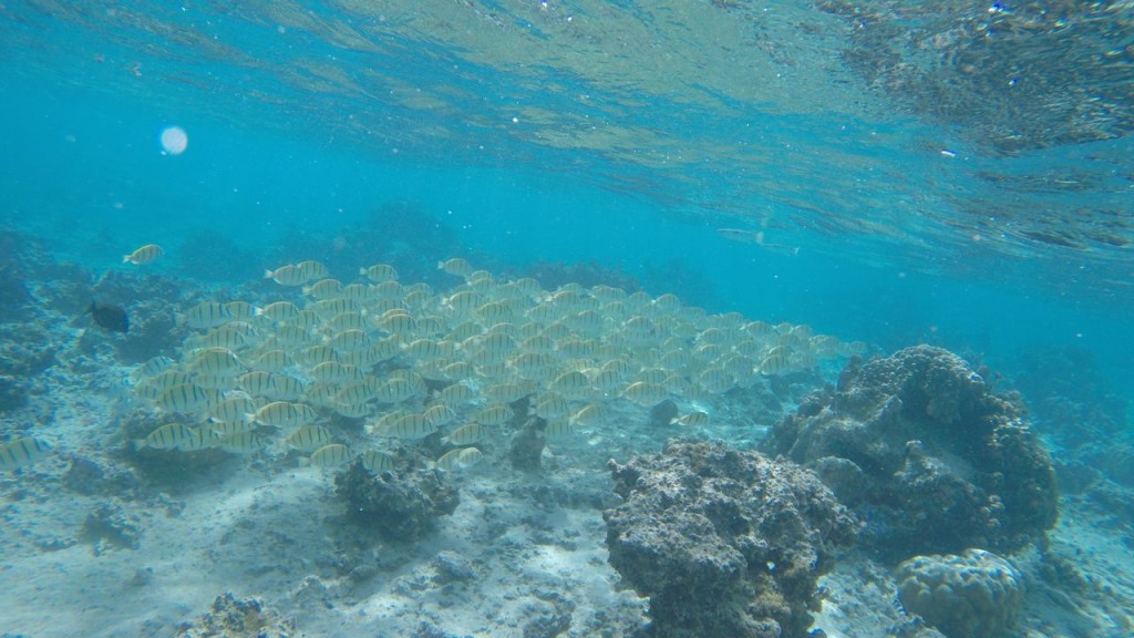 Lagoonarium