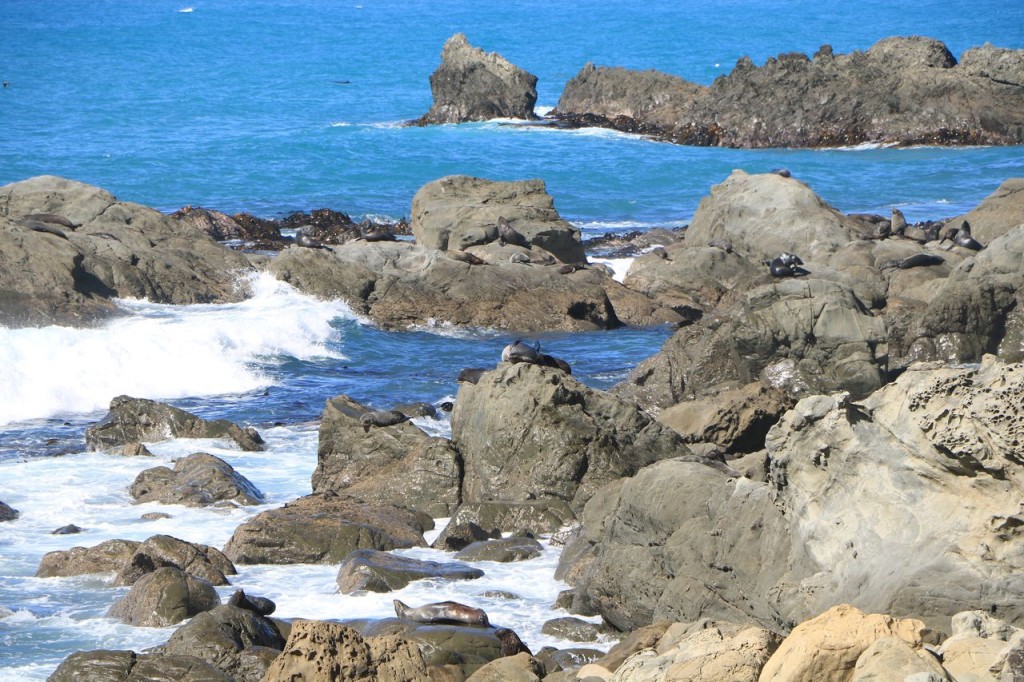 Colonie d'otaries
