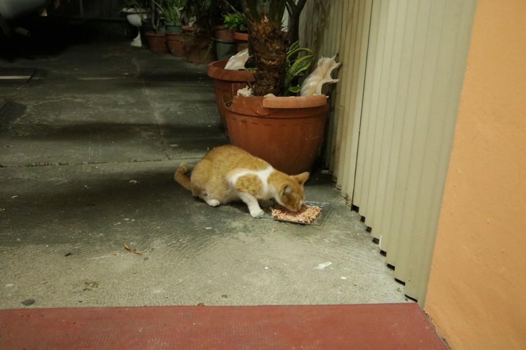 Un chat rassasié !