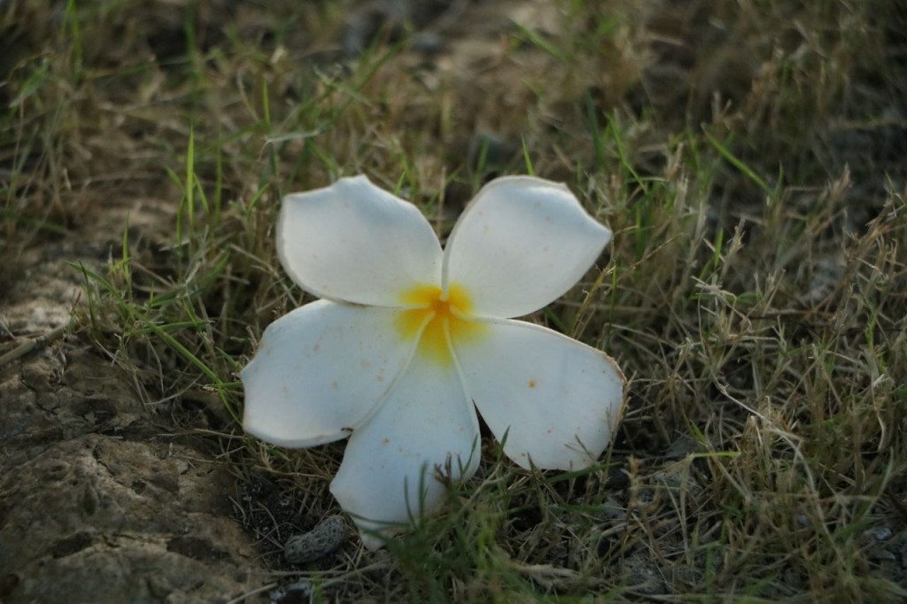 L'emblême de Tahiti