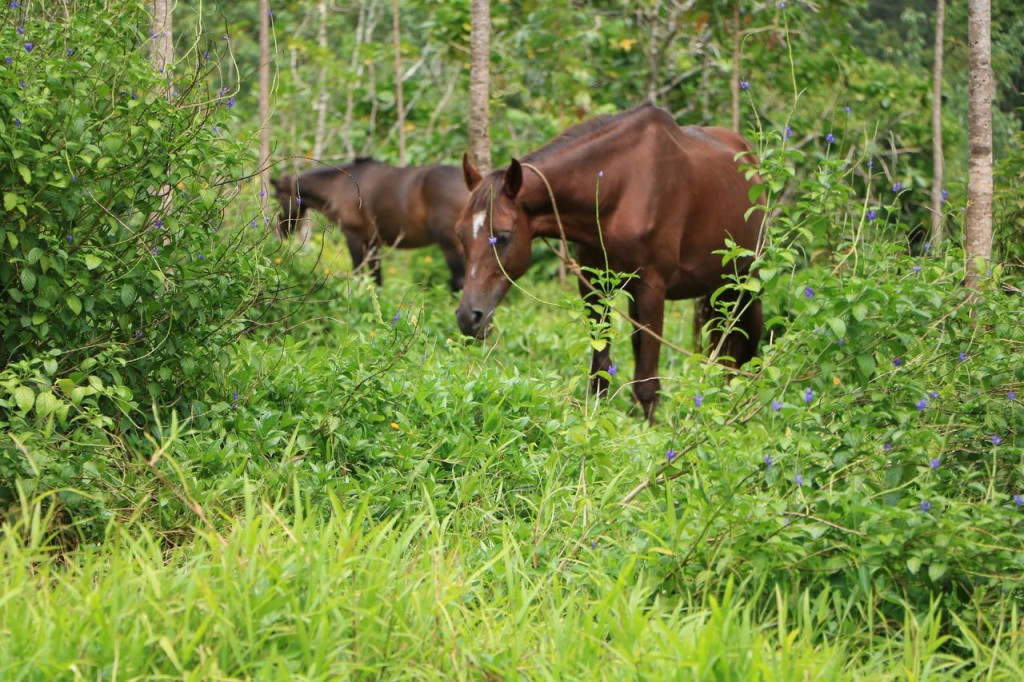 Jolis chevaux