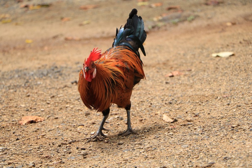 Coq sauvage