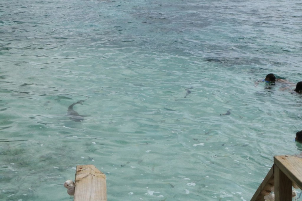 Requin en vue !