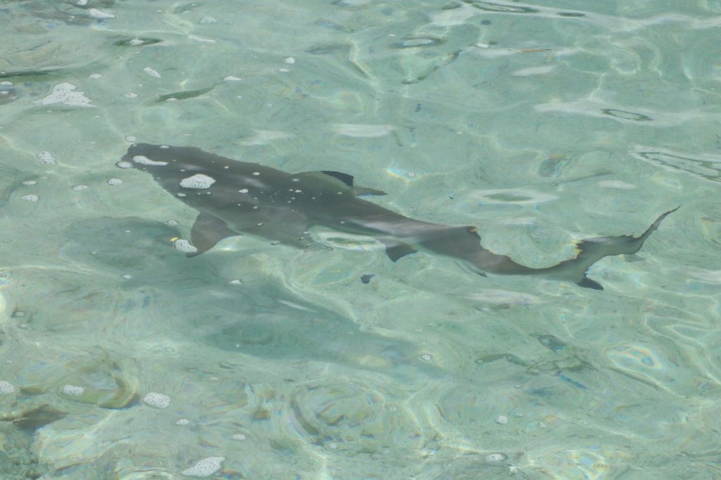 Requin pointe noire