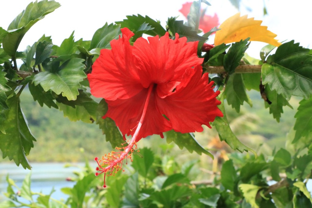 Fleur d'hibiscus