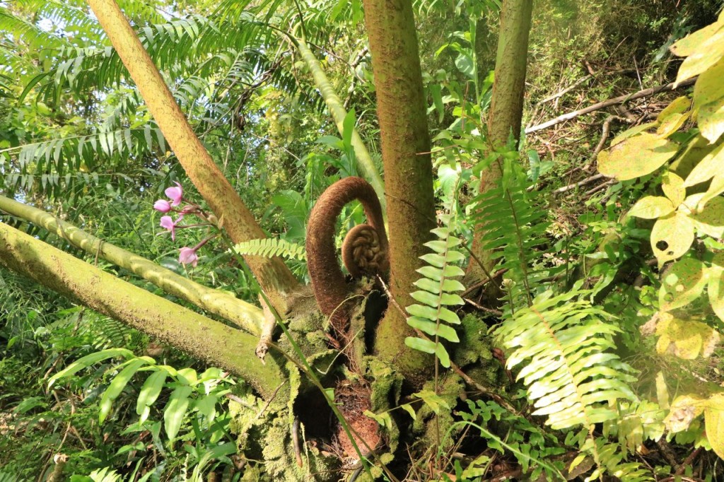 Arbre fougère !