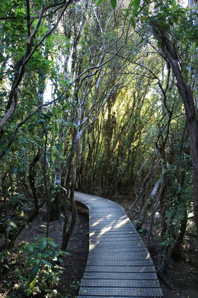 Passage dans la forêt 