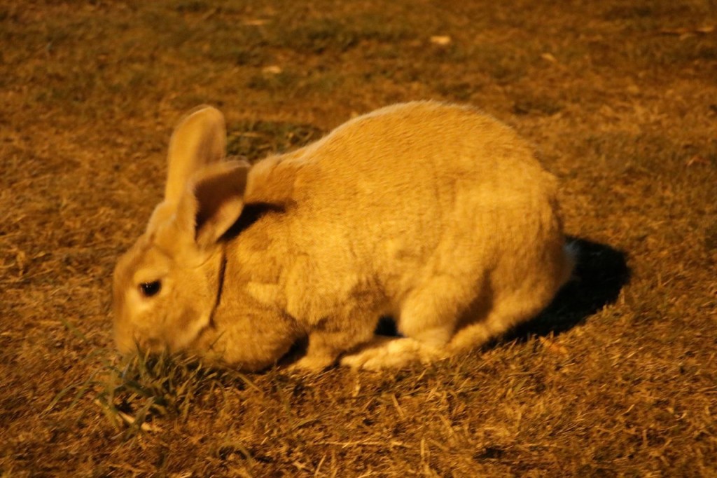 Lapin du soir, espoir ?!