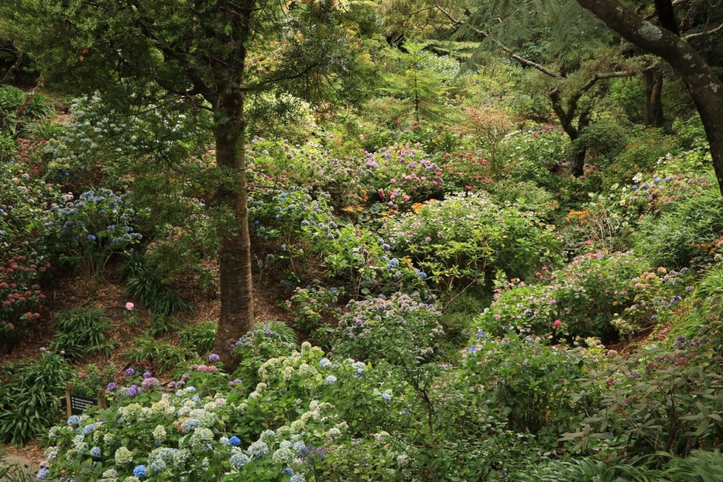 Dans le jardin botanique